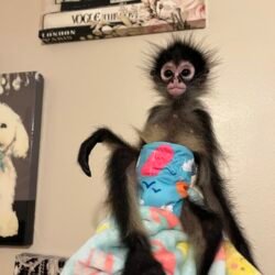 sasha female spider monkey exotic pets for sale