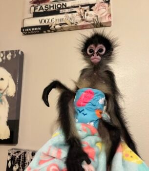 sasha female spider monkey exotic pets for sale