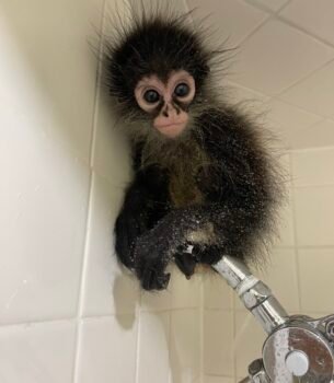 Manga spider monkey for sale exotic pet