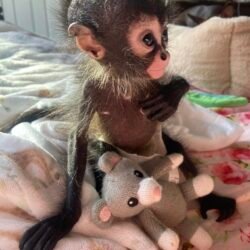 miley spider monkey baby