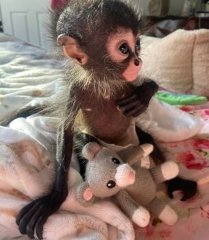 miley spider monkey baby