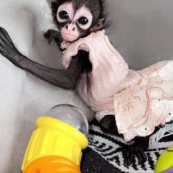 Nikki spider monkey princess exotic pet female beauty
