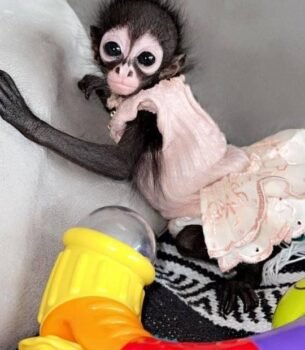 Nikki spider monkey princess exotic pet female beauty