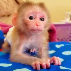 marcus male macaque adventurer exotic pets for sale