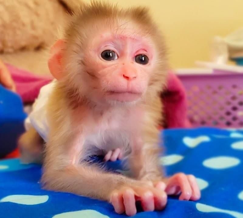 marcus male macaque adventurer exotic pets for sale