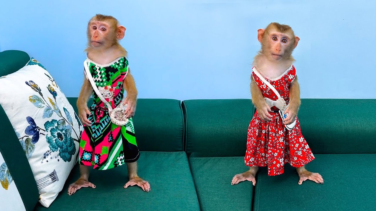 two monkeys well dressed