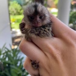 pygmy-marmoset-16