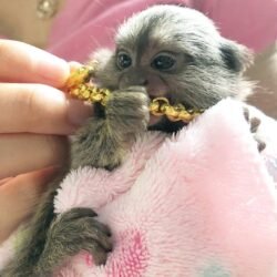 pygmy-marmoset-8